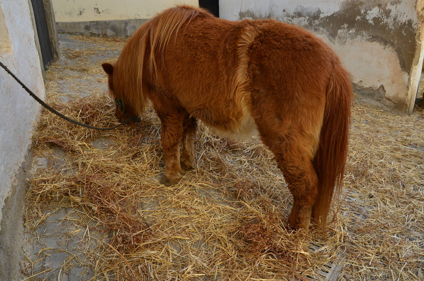 El belén viviente abre los brazos en Huétor Vega