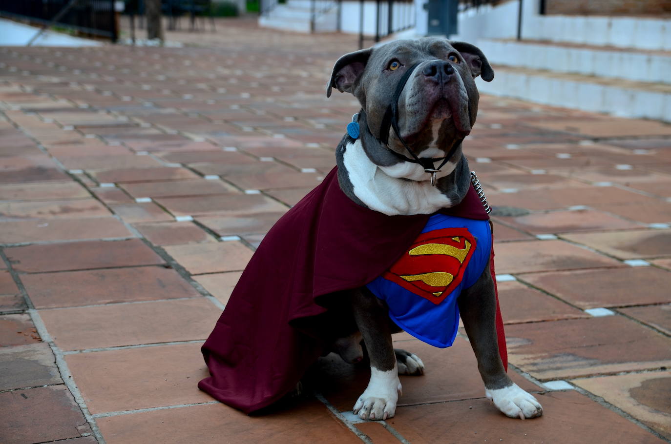La magia del carnaval vuelve a Huétor Vega