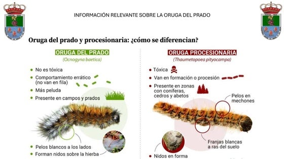 Huétor Vega actúa ante la proliferación de la oruga de los prados