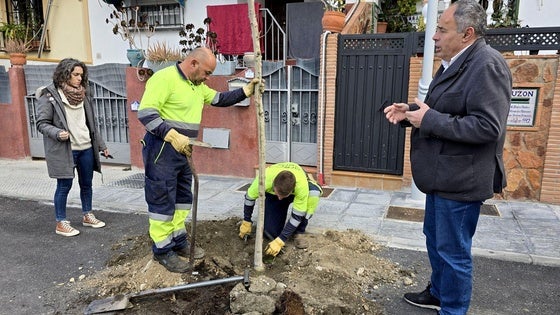 Comienza la reposición del arbolado en el entorno de la Plaza de la Prina