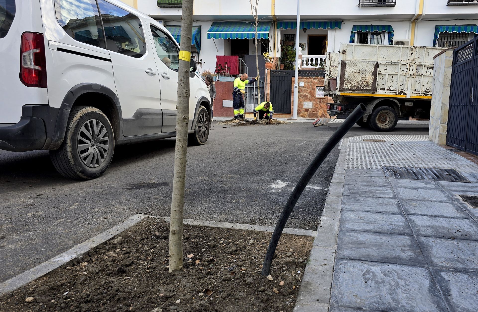 Reposición de arbolado en la zona de La Prina.