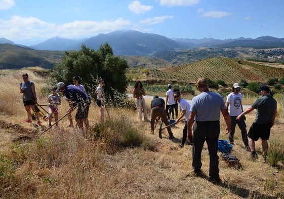 Reforestación en el Camino de los Neveros, en Huétor Vega.