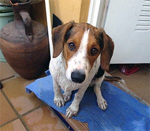 Pancho, un cachorro sin hogar en Monachil