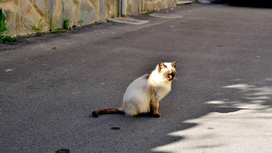 La Zubia organiza un encuentro municipalista sobre gestión ética de colonias felinas