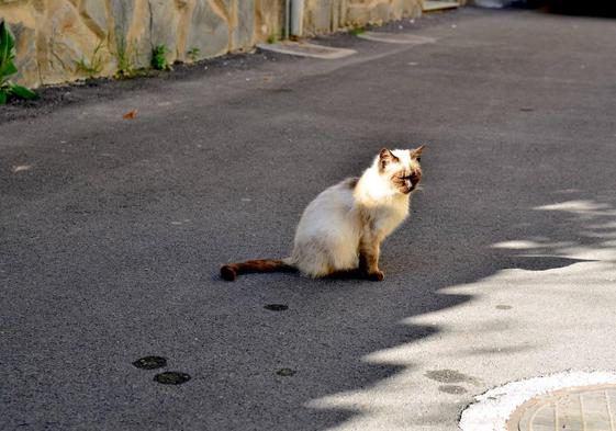 La Zubia organiza un encuentro municipalista sobre gestión ética de colonias felinas