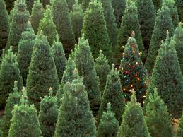 Cien vecinos adoptarán un árbol  para plantarlo en el Bosque Adecua tras las fiestas