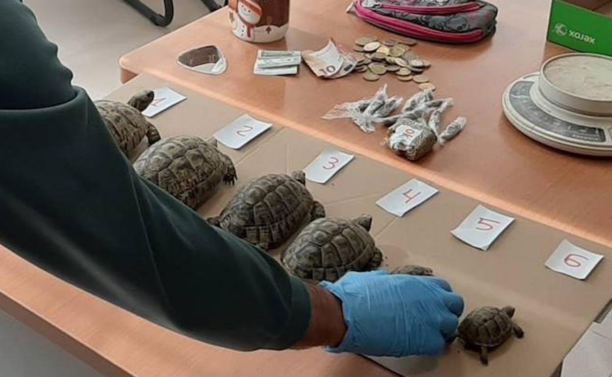 Un agente dispone lo aprehendido por el Cuerpo en la investigación sobre una mesa. 