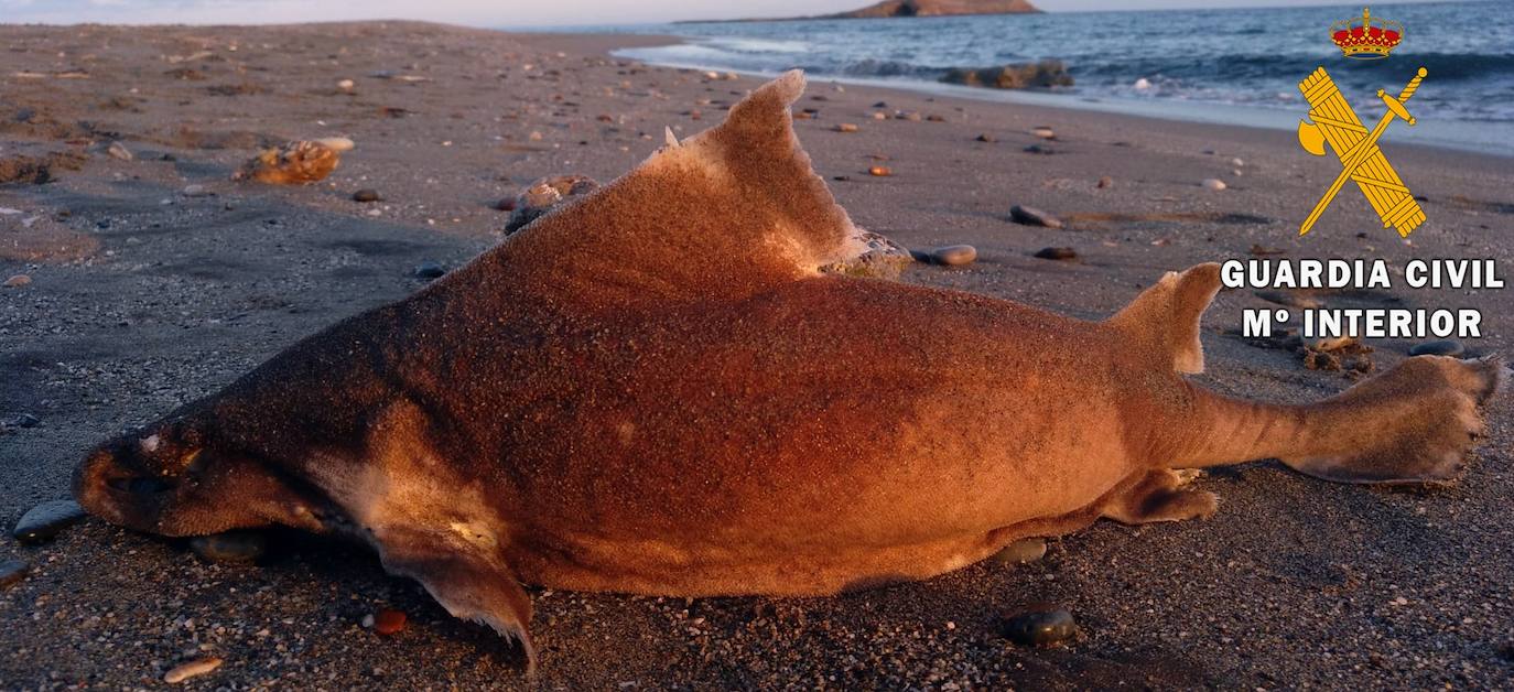 Imagen secundaria 1 - Imágenes del tiburón. 