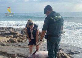 Aparece una hembra de delfín muerta en Garrucha