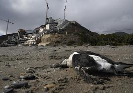 Pacheco lamenta la «oportunidad perdida» en Carboneras para «agilizar» la demolición del Algarrobico
