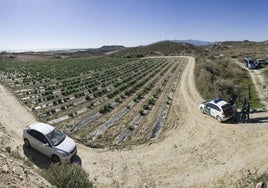 Terrenos en especial vigilancia, en la localidad cuevana de Palomares.