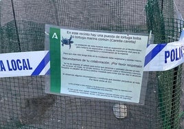 Encuentran el primer nido de tortuga boba en una playa de Mojácar