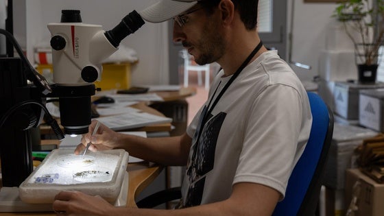 Salud detecta circulación del virus del Nilo en mosquitos en Zurgena, Pulpí y Mojácar