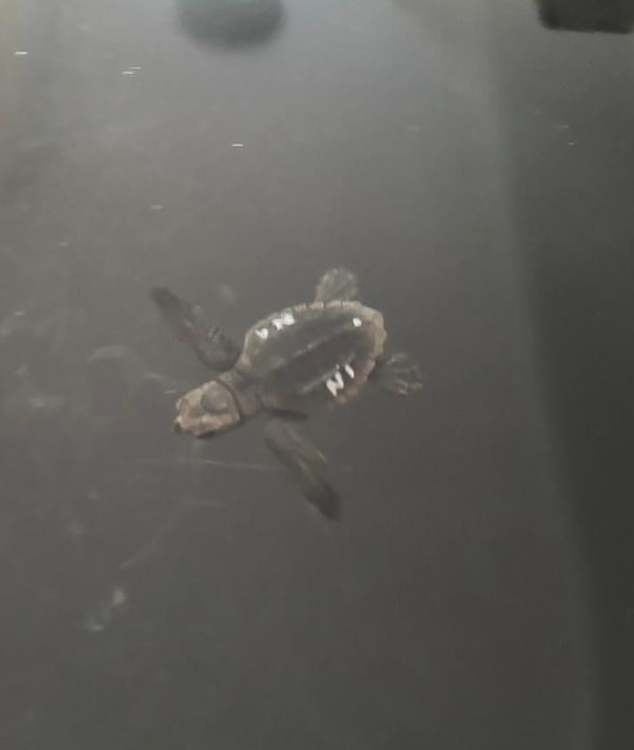 Imagen secundaria 2 - Un total de 56 tortugas bobas ha nacido del nido de la playa de la Rumina de Mojácar