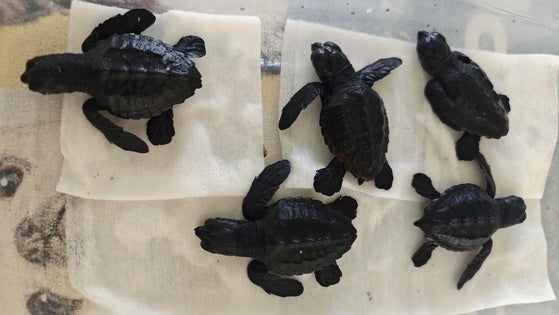 Un total de 56 tortugas bobas ha nacido del nido de la playa de la Rumina de Mojácar