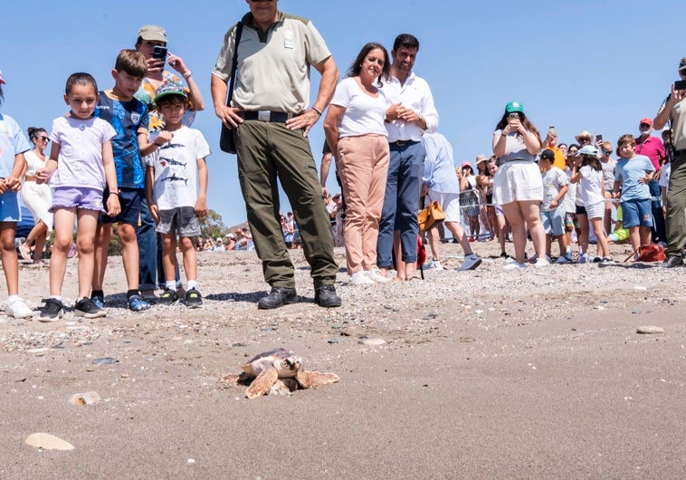 Imagen principal - Almería, el santuario mediterráneo de la tortuga boba