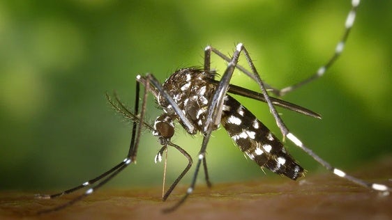 Declaran Pulpí área en alerta tras detectar virus del Nilo en mosquitos