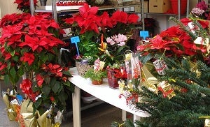 Pulpí celebrara el “MERCADILLO NAVIDEÑO”, este fin de semana, sábado 15 y domingo 16, en la carpa instalada en su céntrica Glorieta