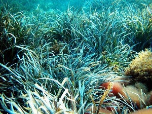 La importante floración de las praderas de Posidonia Oceánica en las playas de San Juan de los Terreros, es inocua y no es nociva para la salud