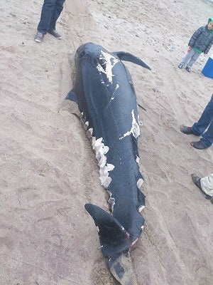 Aparece un cachalote en muy mal estado en la playa mojaquera
