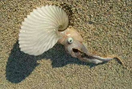 Un argonauta en el Cabo de Gata