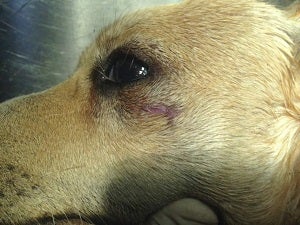 Investigan la brutal muerte de un perro por la paliza de un vecino en Cuevas