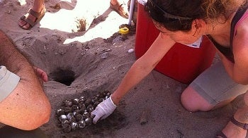 Una tortuga boba desova 80 huevos en San Juan de Terreros