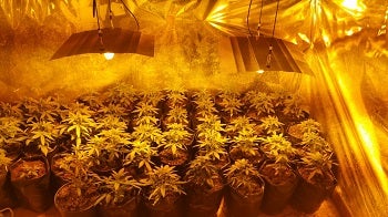 Incautan 180 macetas de marihuana en Las Herrerías de Cuevas del Almanzora