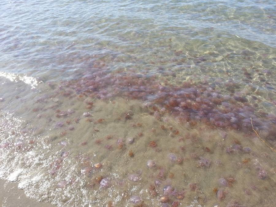Advierten de medusas urticantes en playas del Levante