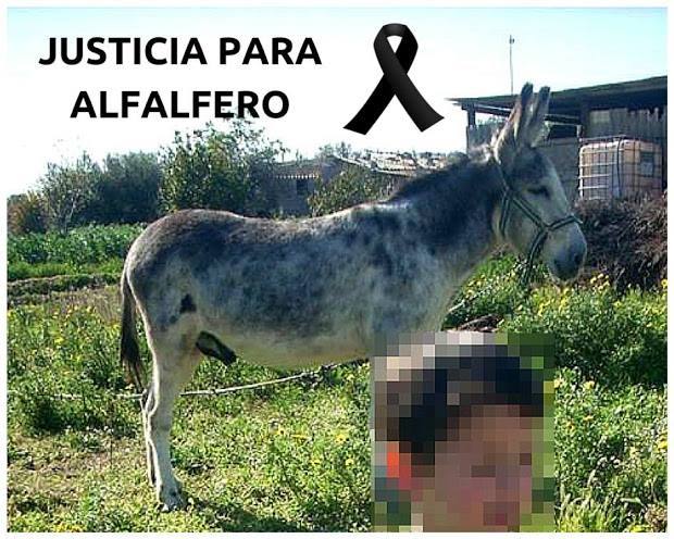 Roban y torturan hasta la muerte a un burrito en Turre