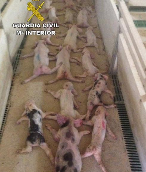 La Junta abre un expediente a los acusados de aplastar al menos a 72 lechones saltando sobre ellos