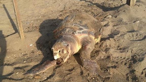 Alertan de la presunta sustracción de un ejemplar de tortuga boba muerta en la playa de Villaricos