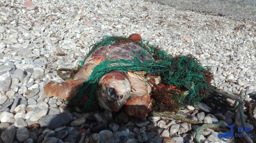 Dos tortugas aparecen muertas en las costas del Levante almeriense en cuestión de media hora
