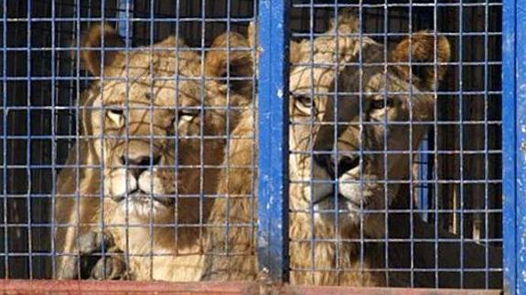 Mojácar prohíbe la instalación de circos que utilicen animales en sus espectáculos