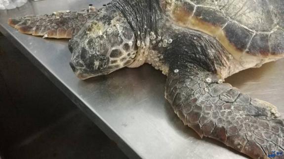 Rescatan con vida una tortuga boba tras varar en una playa de Pulpí
