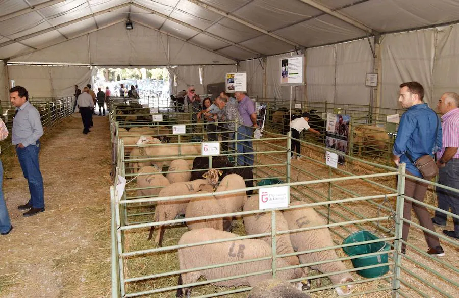 La Feria de Ganado de Loja está organizada por el Ayuntamiento de Loja y la Asociación de Criadores de la Raza Ovina Lojeña y cuenta con la colaboración de la Asociación del Poniente Granadino, la Diputación de Granada, la Junta de Andalucía y el Ministerio de Agricultura. 