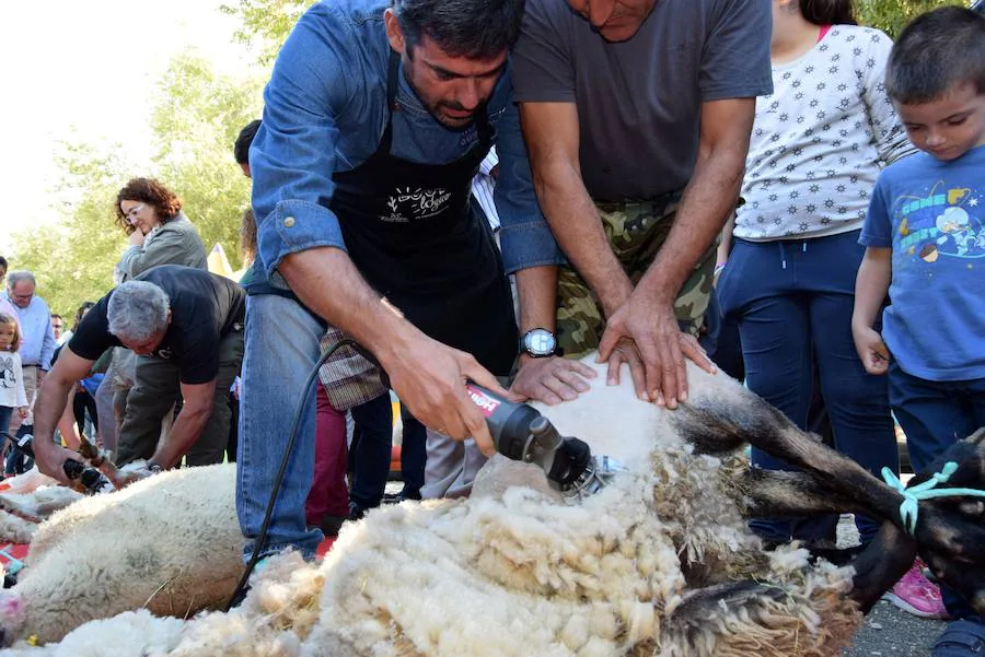 La Feria de Ganado de Loja está organizada por el Ayuntamiento de Loja y la Asociación de Criadores de la Raza Ovina Lojeña y cuenta con la colaboración de la Asociación del Poniente Granadino, la Diputación de Granada, la Junta de Andalucía y el Ministerio de Agricultura. 