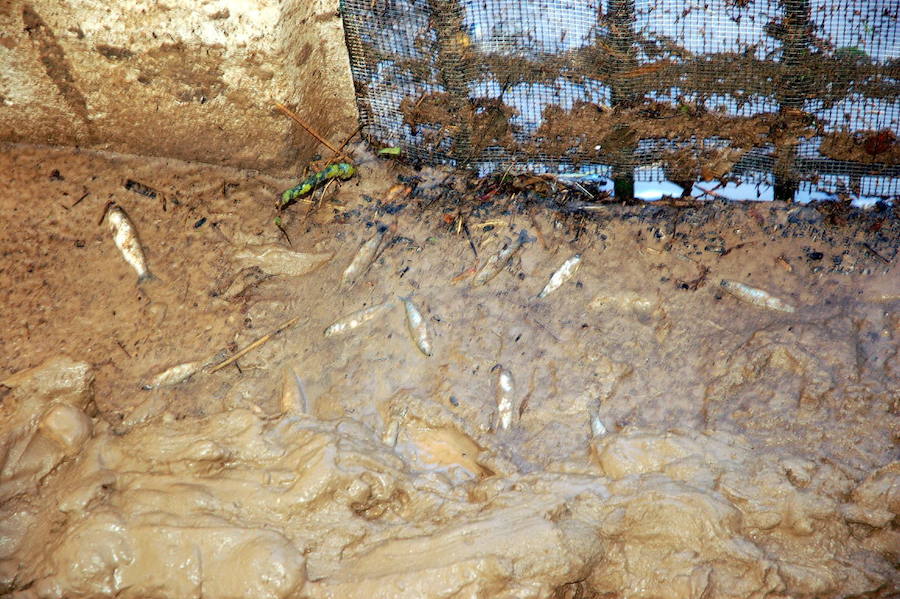 La tromba de agua taponó el ojo de un puente provocando una crecida que arrastró todo lo que encontró en su camino e inundó seis de las piscinas de la piscifactoría Sierra Nevada lo que supuso la pérdida del 20% de la producción prevista de aquel año