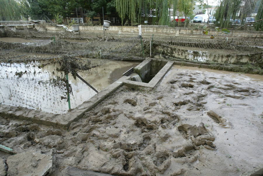 La tromba de agua taponó el ojo de un puente provocando una crecida que arrastró todo lo que encontró en su camino e inundó seis de las piscinas de la piscifactoría Sierra Nevada lo que supuso la pérdida del 20% de la producción prevista de aquel año