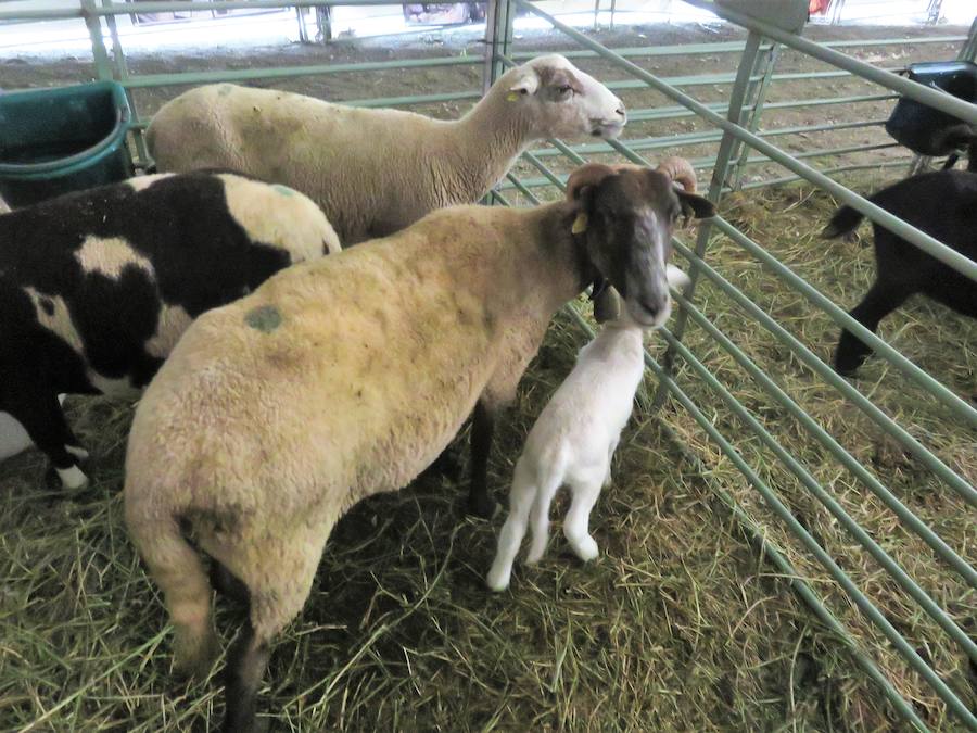 Protagonista de la XI Real Feria del Ganado de Loja, la raza autóctona -protegida y criada por algo más de 50 ganaderos- demuestra un año más sus excelencias gastronómicas y su aportación medioambiental a través de los pastos. Las autoridades municipales, provinciales y autonómicas visitaban la feria, que se celebra todo el fin de semana y reúne desde degustaciones de 'anchoas' de cordero ecológico a talleres de hilado de lana de esta peculiar oveja 'rabúa'.