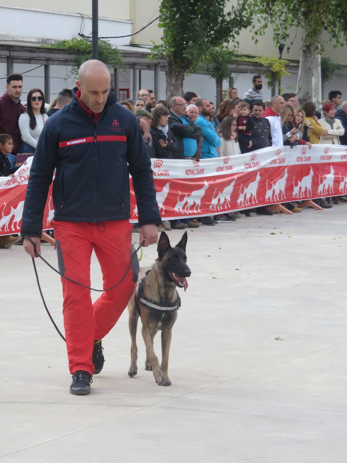 La asociación 'Quiérete' de Villanueva Mesía echa a andar y lo hace con fuerza, fomentando el empoderamiento de las mujeres y mostrando su lucha contra la Violencia de Género y el apoyo a las víctimas. Y se estrenan con una exhibición canina que, con la organización de K13 y el Ayuntamiento, ha contado con la colaboración de las unidades de Bomberos y Policía Local de Loja, Policía Local de Otura, Policía Local de Maracena y Policía Local de Monachil.