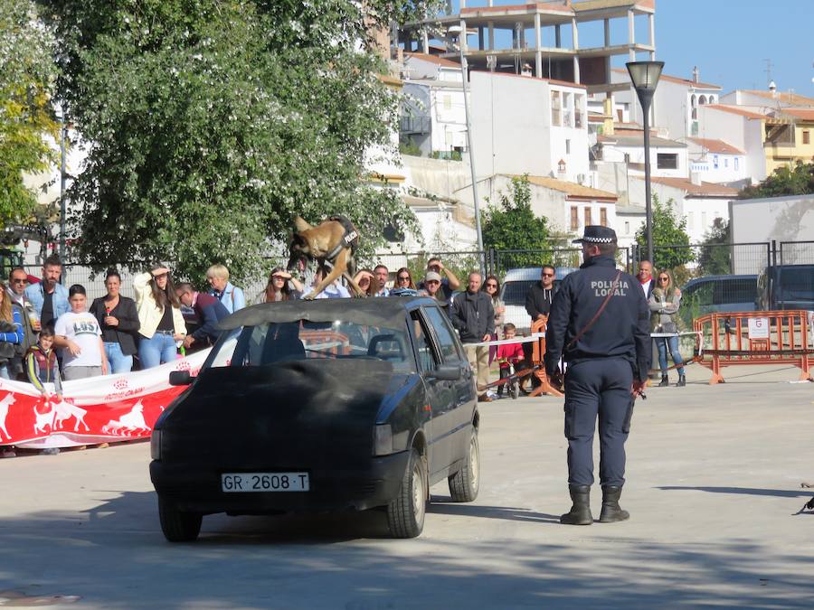 La asociación 'Quiérete' de Villanueva Mesía echa a andar y lo hace con fuerza, fomentando el empoderamiento de las mujeres y mostrando su lucha contra la Violencia de Género y el apoyo a las víctimas. Y se estrenan con una exhibición canina que, con la organización de K13 y el Ayuntamiento, ha contado con la colaboración de las unidades de Bomberos y Policía Local de Loja, Policía Local de Otura, Policía Local de Maracena y Policía Local de Monachil.