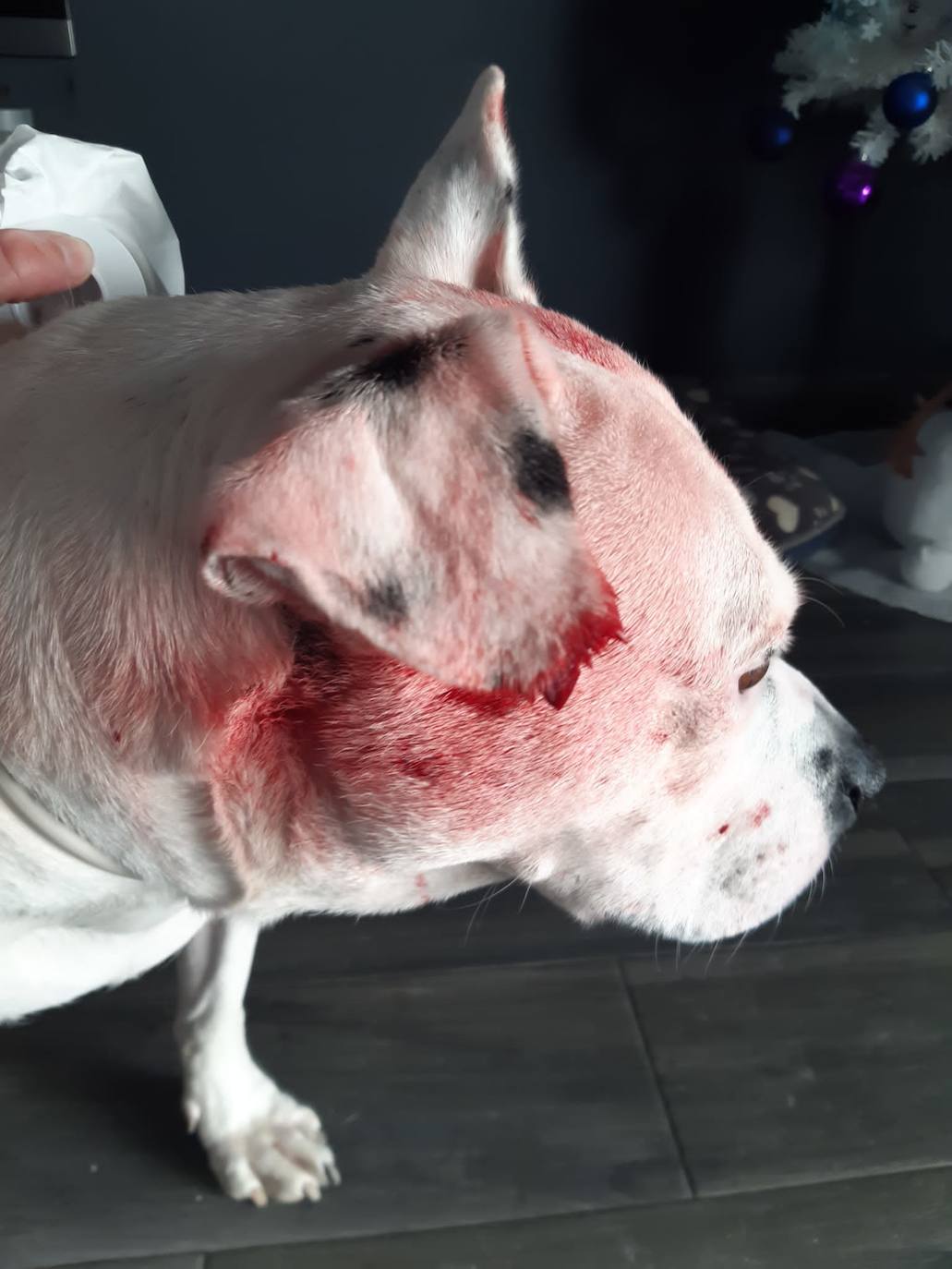 Consecuencias del perdigonazo del cazador. 