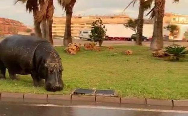 El Ayuntamiento de Roquetas ordena el precinto del Circo Roma Dola tras la fuga de un hipopótamo