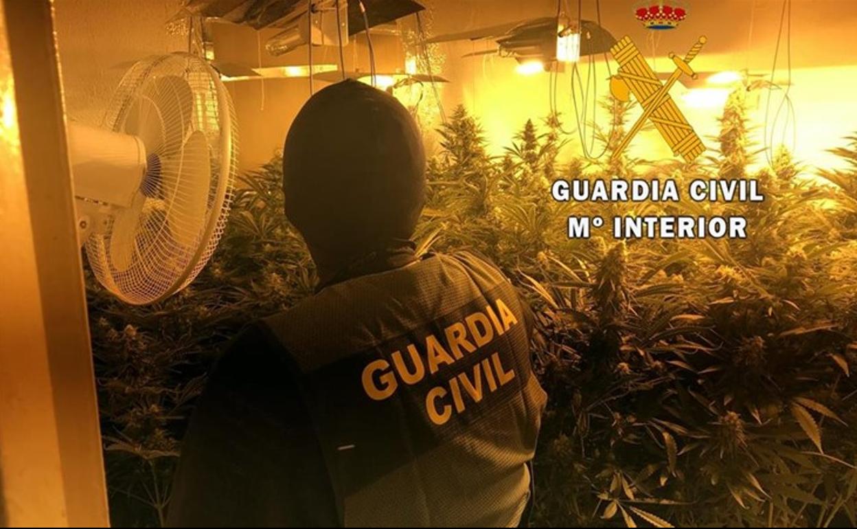Localizado un cultivo con 232 plantas de marihuana en una vivienda ocupada en Roquetas