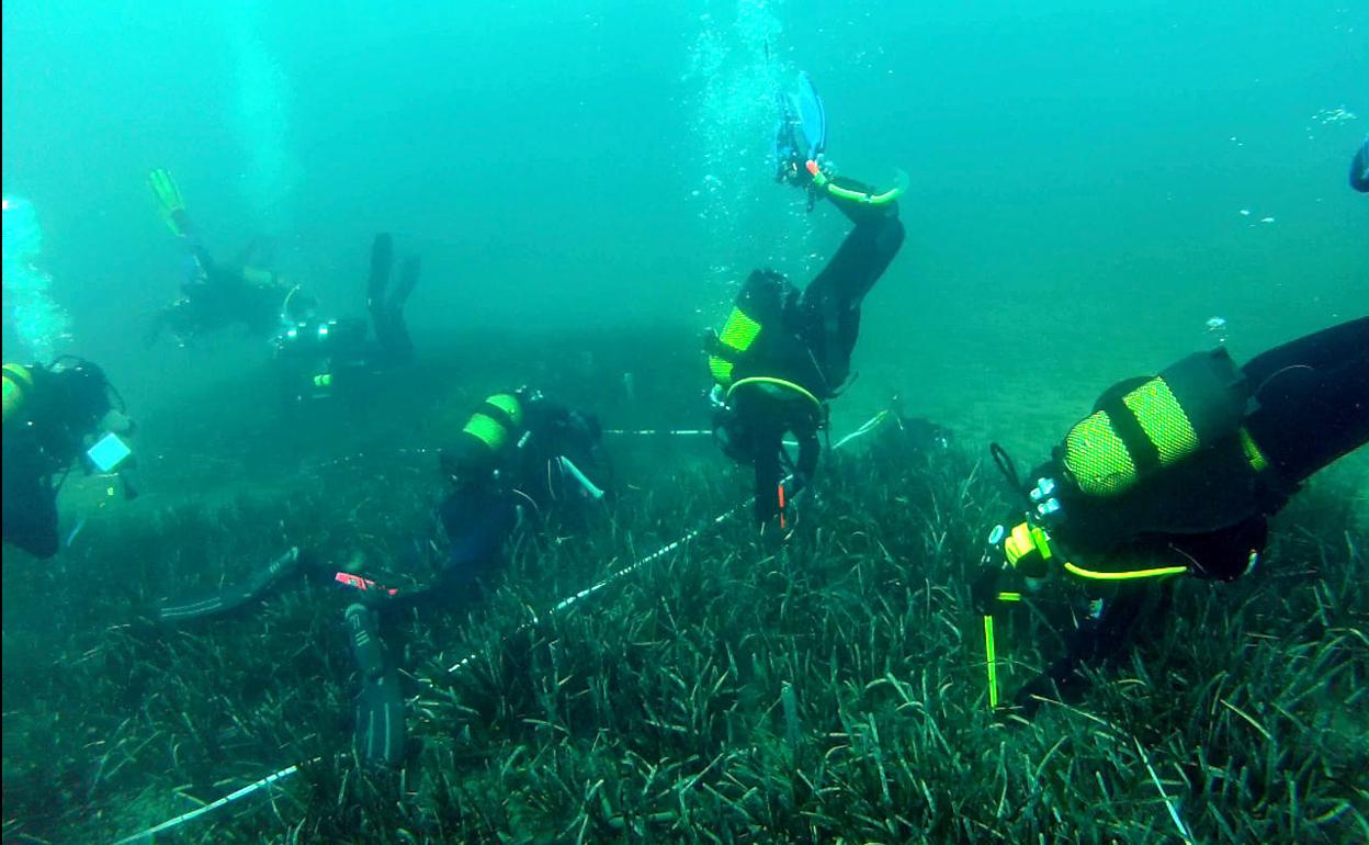 Ecologistas en Acción pide más protección para la posidonia