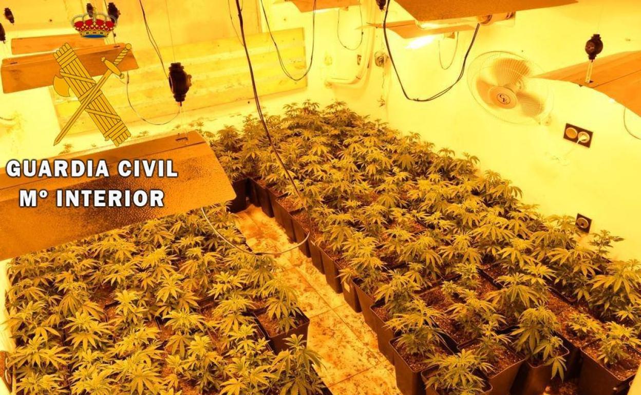 La Guardia Civil neutraliza 34 enganches de luz y otros 31 de agua, y localiza 107 plantas de marihuana en Roquetas