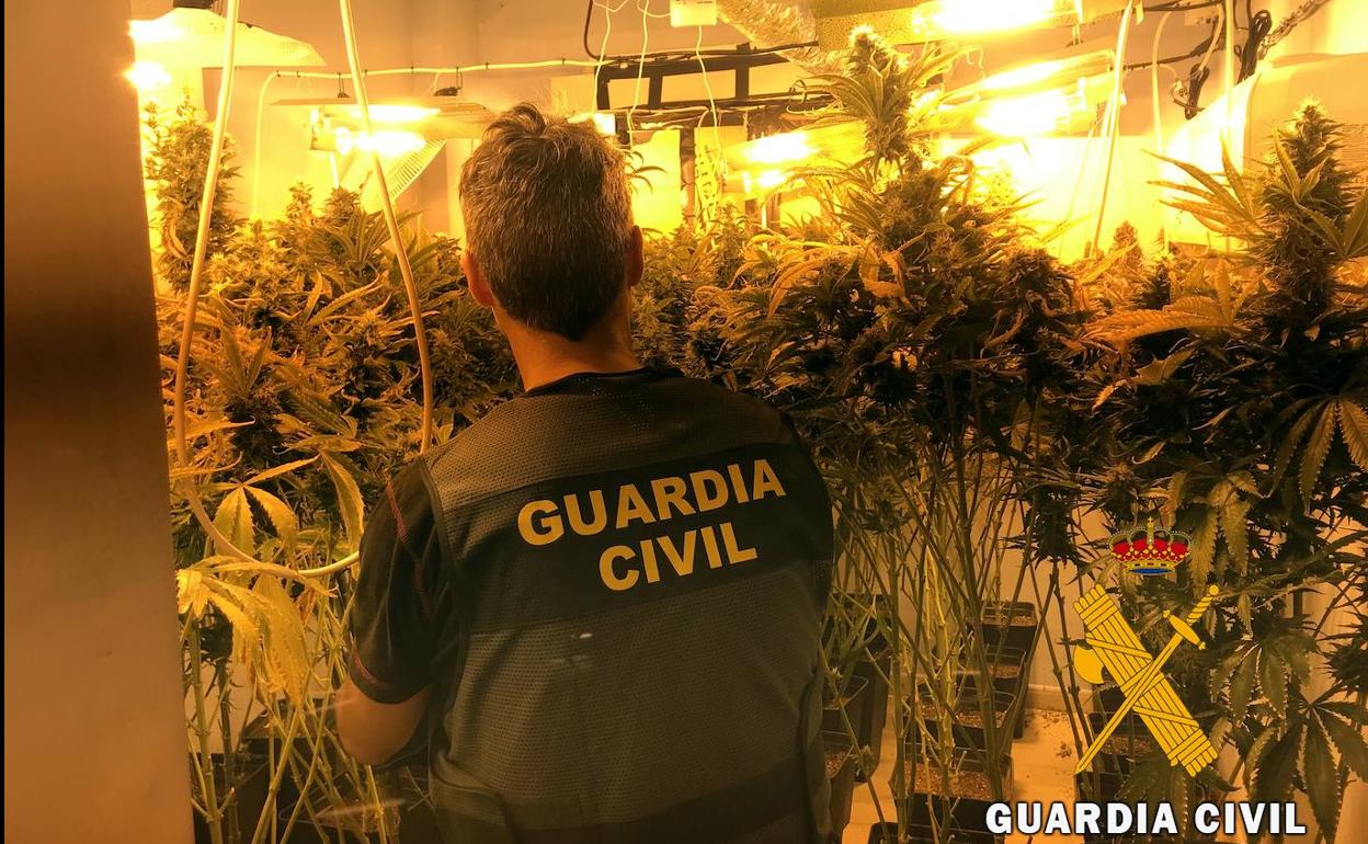 Desmantelado un cultivo indoor con un centenar de plantas de marihuana en una vivienda de Roquetas