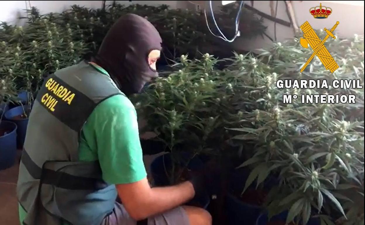 En la vivienda, situada en Roquetas de Mar, los agentes encontraron un cultivo indoor de marihuana. 