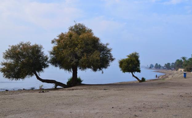 El Tarajal de La Ventilla, también superviviente. 